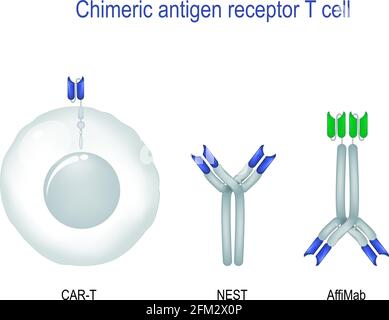 Chimeric antigen receptor T cell. immunotherapy for cancer. Cancer treatment. equipped of CAR T-cells that can recognize and fight the infected tumor Stock Vector