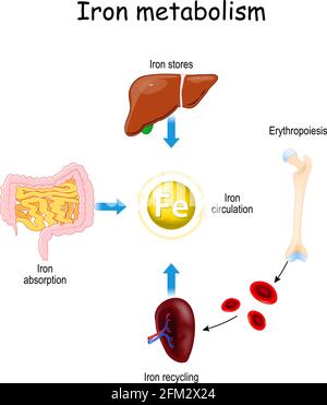 Iron metabolism. from liver, intestine and spleen. Ferrum circulation, recycling, stores and absorption. Erythropoiesis. Iron with red blood cells Stock Vector