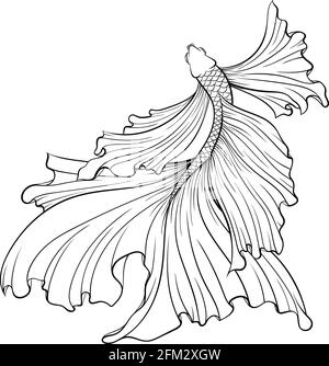 Siamese fighter fish top view line art Stock Vector