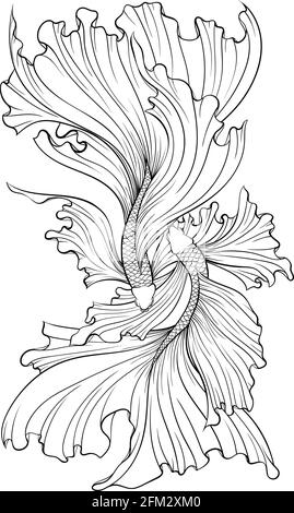 Hand drawn sketch of siamese betta fish Vector illustration Stock ...