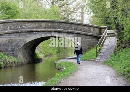 Walker on the towpath of Macclesfield Canal by bridge 25 Stock Photo