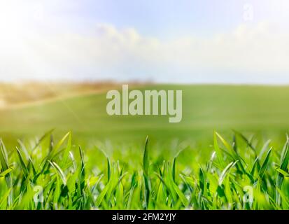 Close-up of green fresh grass with defocused blurred background. Spring nature landscape with young grass and beautiful sunshine. Natural foliage Stock Photo