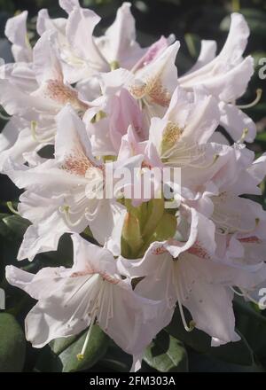 Blooming white rhododendron in the sunshine Stock Photo