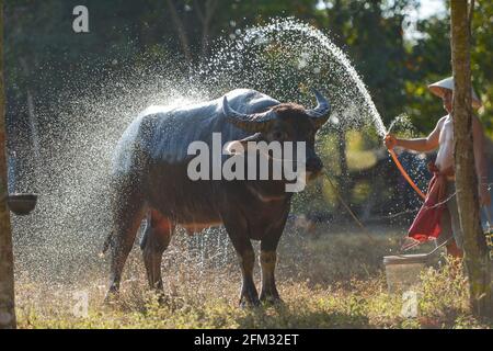 Farmer standing in a  field washing a water Buffalo, Thailand Stock Photo