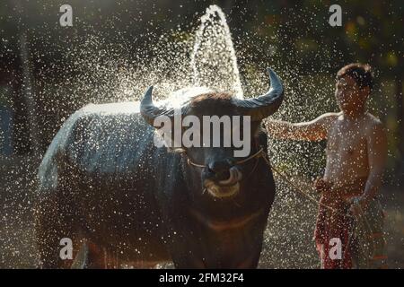 Farmer standing in a  field washing a water Buffalo, Thailand Stock Photo