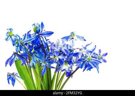Blue first spring Easter flowers Scilla Squill snowdrops bluebell bouquet isolated, white background Stock Photo