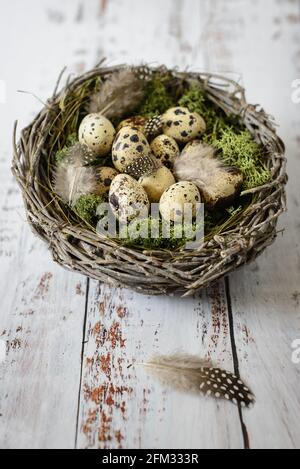 Easter decoration of quail eggs in a bird's nest with moss and feathers Stock Photo