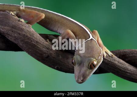 Close-up of a lined gecko on a branch, Indonesia Stock Photo