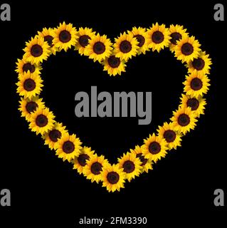 Heart shape frame made of yellow sunflowers flowers isolated on black background. Design element for love concepts designs. Ideal for mothers day and Stock Photo