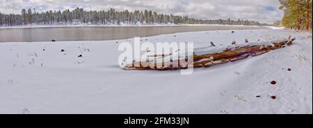 Driftwood covered in snow by Kaibab Lake, Kaibab National Forest, Arizona, USA Stock Photo