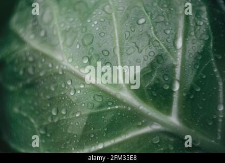 Cabbage leaf with water drops on it. Selective focus.Fresh cabbage leaf. Raw fresh green cabbage texture and background. Blur.out of focus Stock Photo