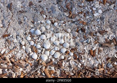 Closeup of Florida soil/ gravel/ sand/ mulch with seashells in evidence. Stock Photo