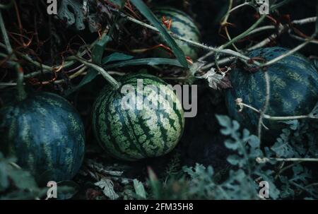 Green watermelon growing in the garden on the ground damp from rain. Small watermelon. dark green. Sweet fruit Stock Photo