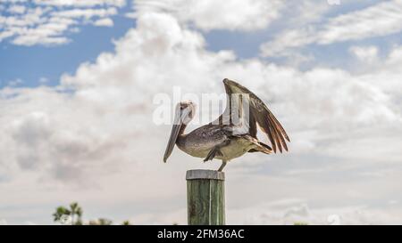A brown Pelican stretches its wings while sitting on top of a wooden pile Stock Photo