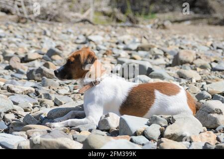 A dog of a white-red color lying on warm stones under the sun. Selective focus. Stock Photo