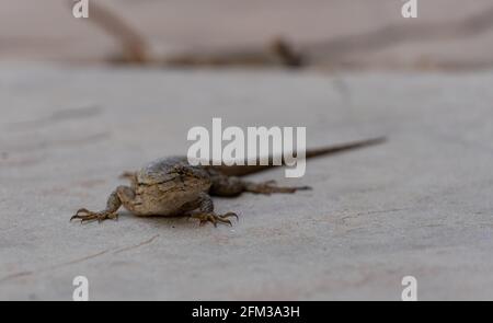 A western fence lizard on a paving stone Stock Photo