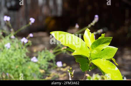 A spice bush plant with partially chewed leaf Stock Photo