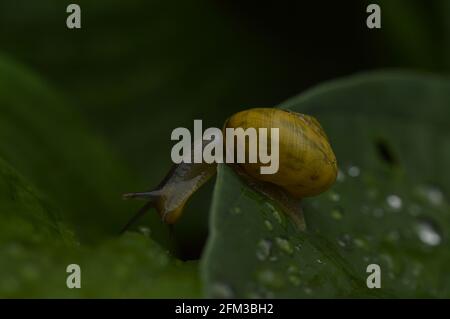 Yellow snail on leave wirg droplets Stock Photo
