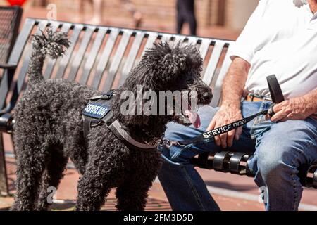 Close up image of a black poodle service dog, specially trained to help and elderly caucasian man with disability. The senior man holds the leash of t Stock Photo