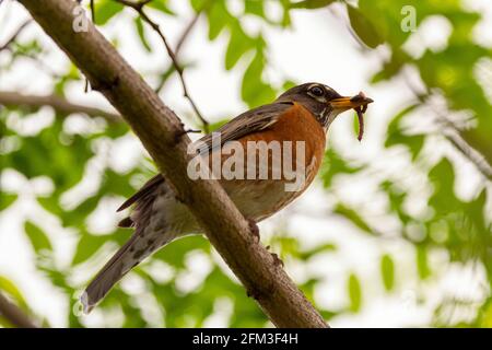 Low angle closeup image of an Eastern Robin subspecies of American Robin (Turdus migratorius) perching on a tree branch holding an earth worm in its b Stock Photo