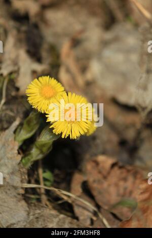 Tussilago farfara, colt's-foot. Spring yellow first flowers of coltsfoot in the woods close-up outdoors. Yellow wild flowers. Stock Photo