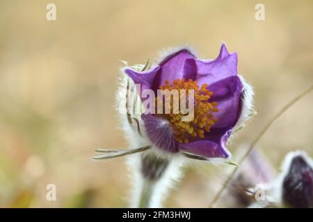 Pulsatilla patens, eastern pasqueflower, spreading anemone. Lilac purple blossoming forest wild flower with yellow orange center outdoors close-up