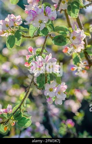 Apple blossom, Summerland, British Columbia, Canada Stock Photo