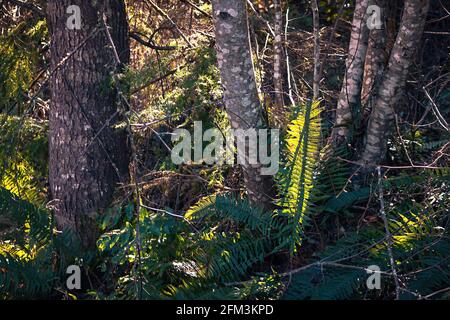 young narrow tree trunks growing up through the undergrowth Stock Photo