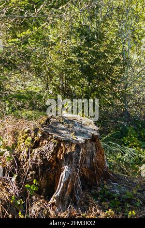 old eroded tree stump on the side of a trail Stock Photo