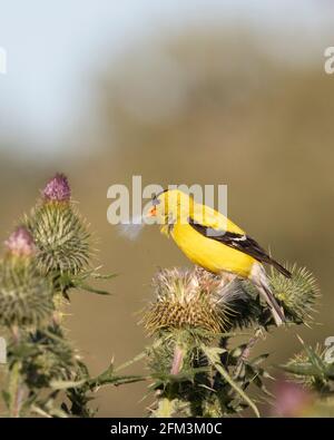 American Goldfinch male bird (Spinus tristis) feeding on a roadside thistle seed extracted from the seed head, Canada Stock Photo