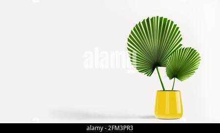 Round palm leaf in a yellow pot isolated on white background room. Fan palm indoor potted. Stock Photo