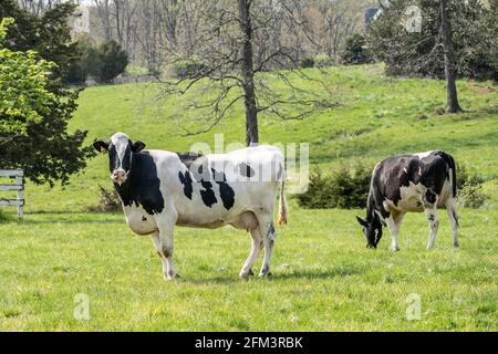 Holstein dairy cow grazing in meadow on spring morning Stock Photo