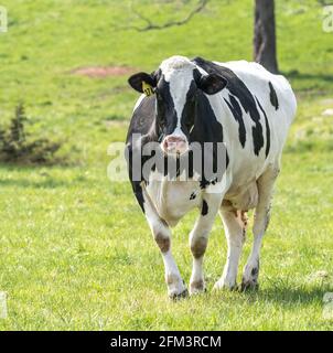 Holstein dairy cow grazing in meadow on spring morning Stock Photo