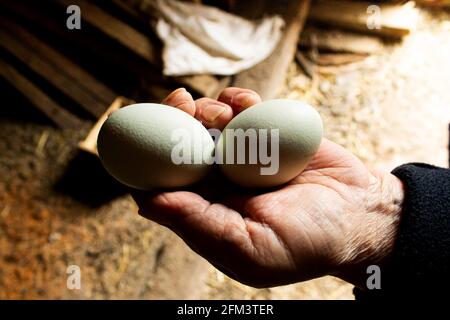 The farmer holds chicken eggs in his hand. Chicken eggs in the hands of the grandmother. The mother hen laid the eggs. Chicken farm. Stock Photo