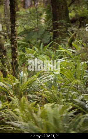 Ferns by the Track in Lush New Zealand Bush or Forest. Great Walk, the Kepler Track, Te Anau, South Island New Zealand Stock Photo