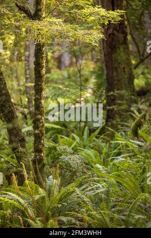 Trees and Ferns by the Track in Lush New Zealand Bush or Forest. Great Walk, the Kepler Track, Te Anau, South Island New Zealand