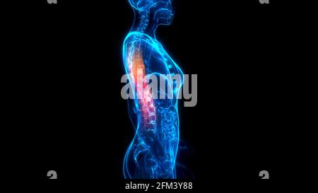 medicine 3d illustration, Thoracic, middle zone of chine on x-ray body Stock Photo