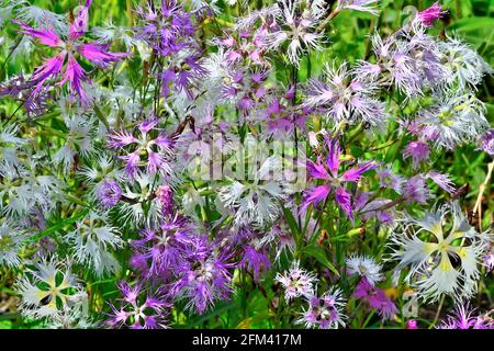 Summer floral background - gentle fragile pink, white and violet flowers of carnation Dianthus superbus in garden. Rare, protected perennial herbaceou Stock Photo