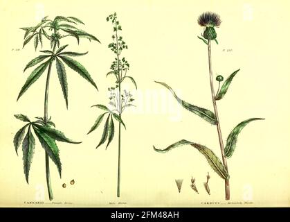 Cannabis Female Hemp (Left) Male Hemp (Centre) and Carduus [Melancholy Thistle] Vol 1 of the book The universal herbal : or botanical, medical and agricultural dictionary : containing an account of all known plants in the world, arranged according to the Linnean system. Specifying the uses to which they are or may be applied By Thomas Green,  Published in 1816 by Nuttall, Fisher & Co. in Liverpool and Printed at the Caxton Press by H. Fisher Stock Photo