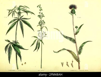 Cannabis Female Hemp (Left) Male Hemp (Centre) and Carduus