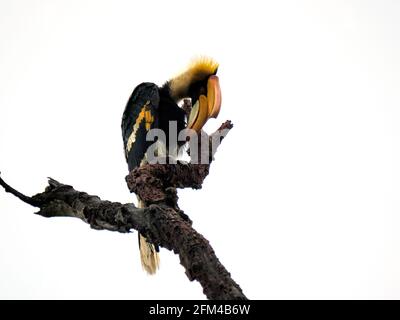 The great hornbill (Buceros bicornis) also known as the concave-casqued hornbill, great Indian hornbill or great pied hornbill in wild Stock Photo