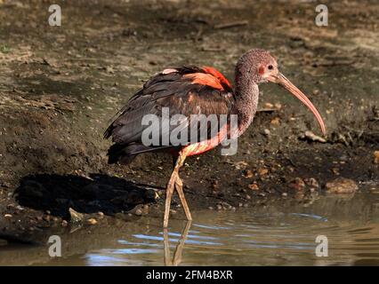 The scarlet ibis is a species of ibis in the bird family Threskiornithidae. It inhabits tropical South America and part of the Caribbean. Young bird. Stock Photo