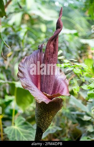 Amorphophallus konjac flower. An exotic tropical flower with an unpleasant nasty smell to attract insects growing in the jungle of South Asia. High quality photo Stock Photo