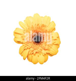 Pink gerbera flower on white isolated background. Element for design Stock Photo