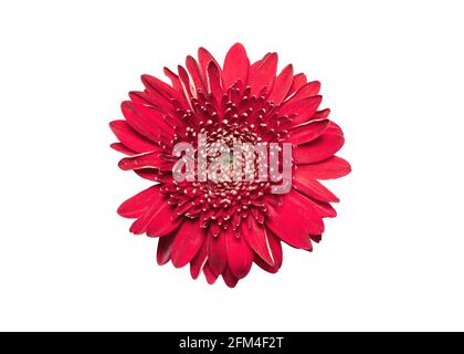 Pink gerbera flower on white isolated background. Element for design Stock Photo