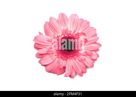 Pink gerbera flower on white isolated background. Element for design Stock Photo