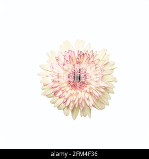 White gerbera flower head on white isolated background. Element for design Stock Photo