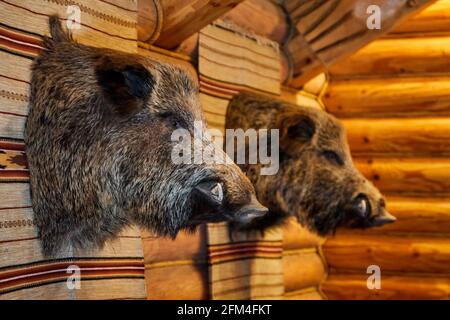 Heads of a stuffed wild boar on the wooden wall in hunter house. Stock Photo