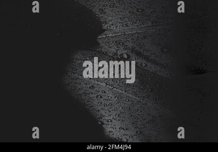 Luxury black metal gradient background with distressed birds feather texture. Vector illustration Stock Vector