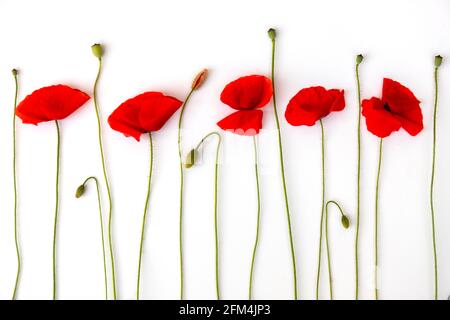 some blooming poppy flowers and buds in a row arranged and isolated on white Stock Photo